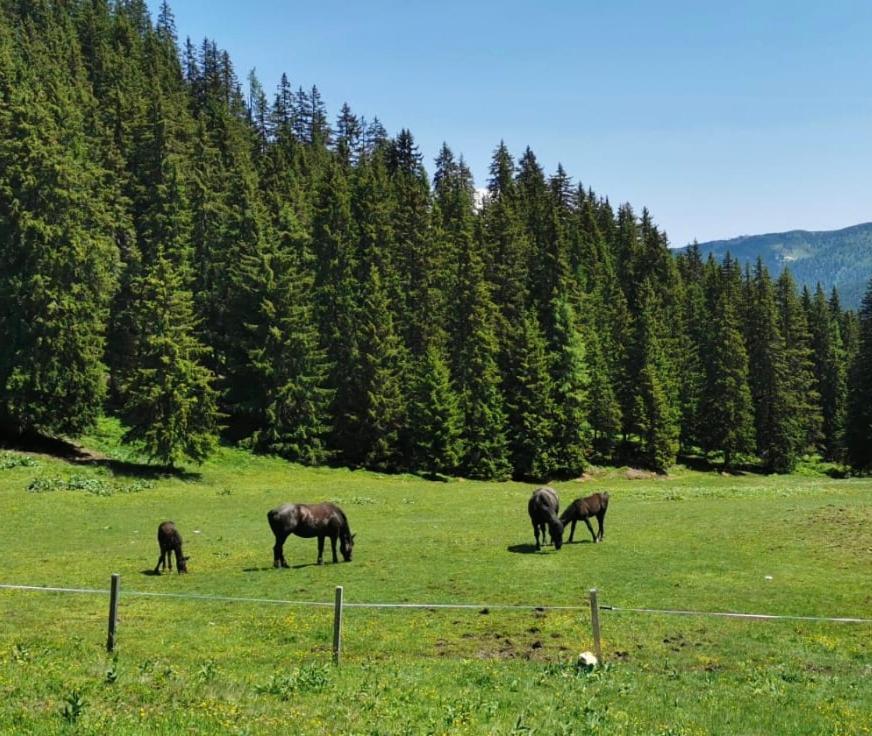 Lindbichlhof Urlaub Am Bio Bauernhof Διαμέρισμα Sankt Johann im Pongau Εξωτερικό φωτογραφία