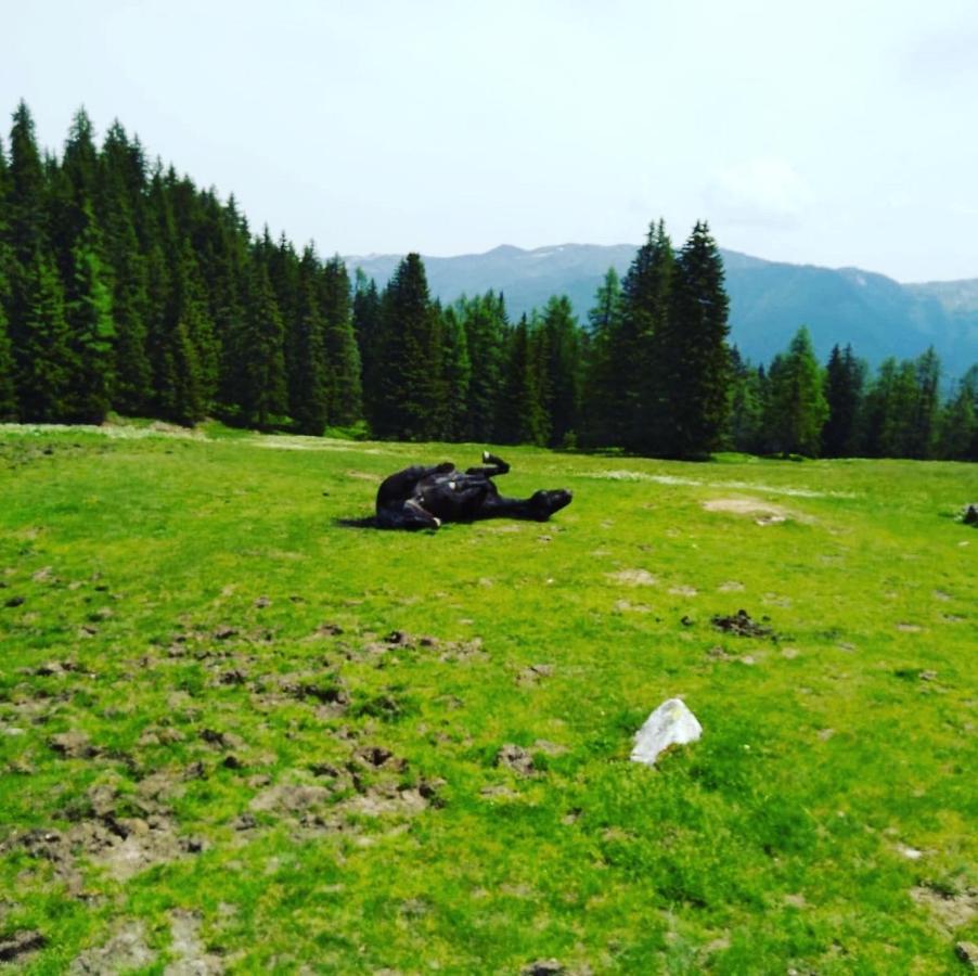 Lindbichlhof Urlaub Am Bio Bauernhof Διαμέρισμα Sankt Johann im Pongau Εξωτερικό φωτογραφία