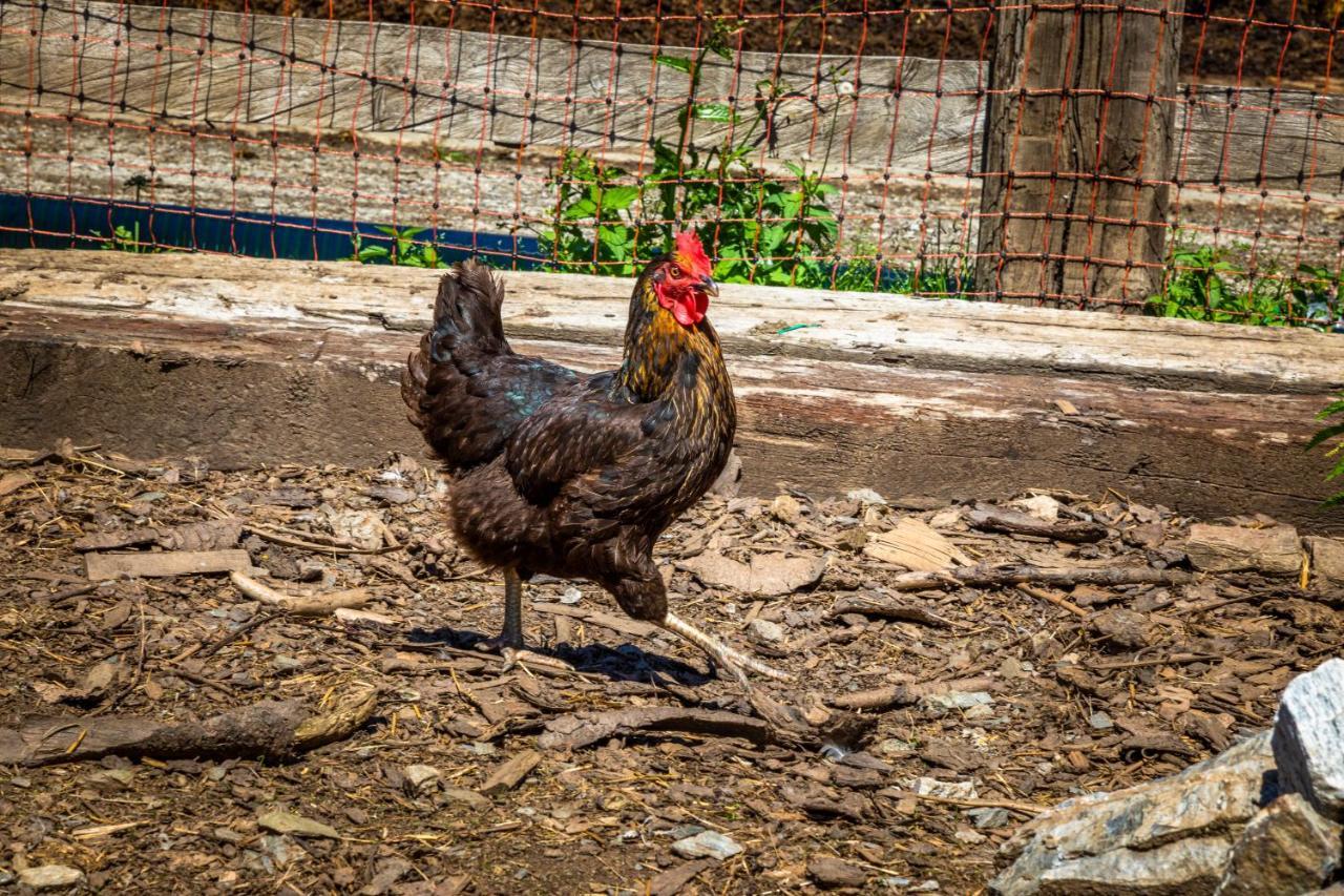 Lindbichlhof Urlaub Am Bio Bauernhof Διαμέρισμα Sankt Johann im Pongau Εξωτερικό φωτογραφία